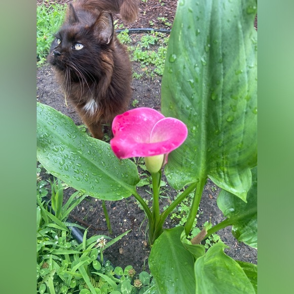 ⚡️ NEW! LIVE SHOW LISTING!!🫶✨🫶✨ - Picture 11 of 12